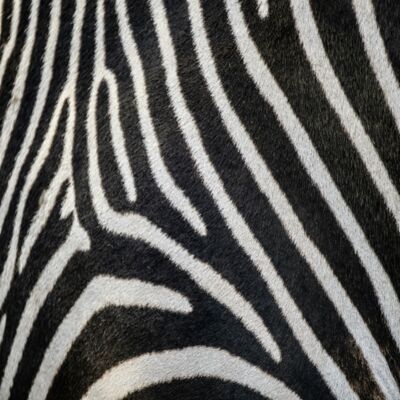 Zebra Thumbnail